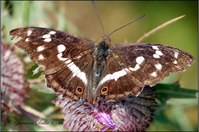 Apatura iris